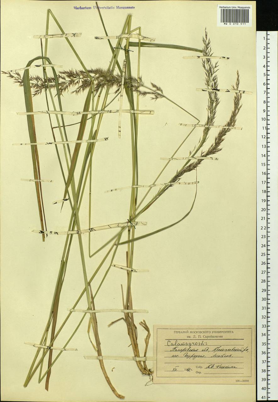 Calamagrostis, Siberia, Altai & Sayany Mountains (S2) (Russia)