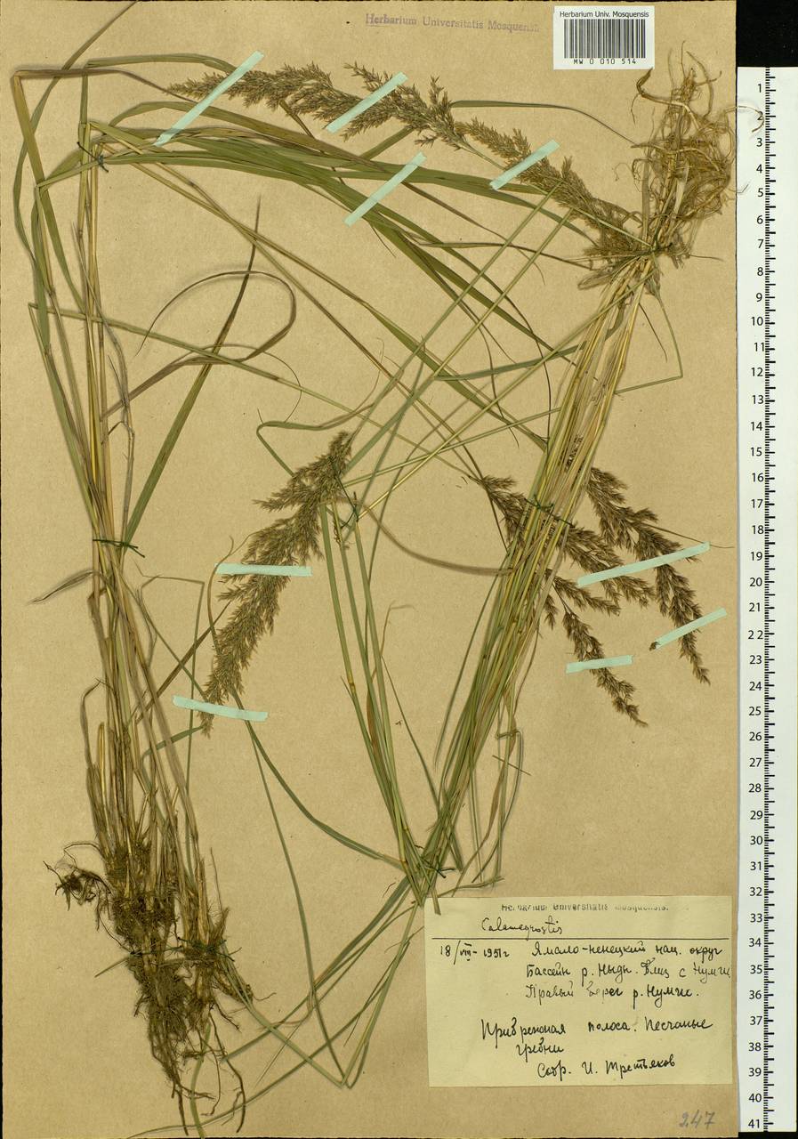 Calamagrostis, Siberia, Western Siberia (S1) (Russia)