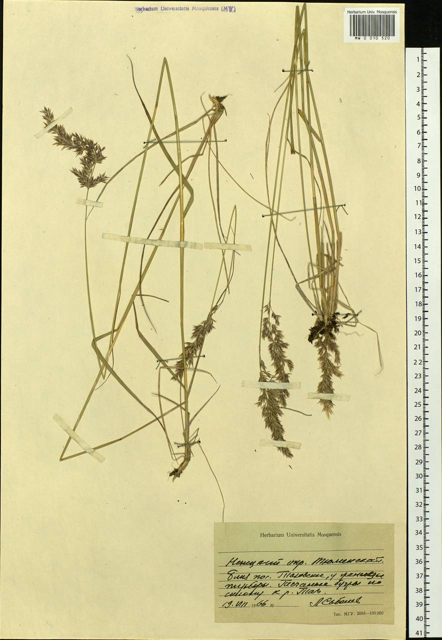 Calamagrostis, Siberia, Western Siberia (S1) (Russia)