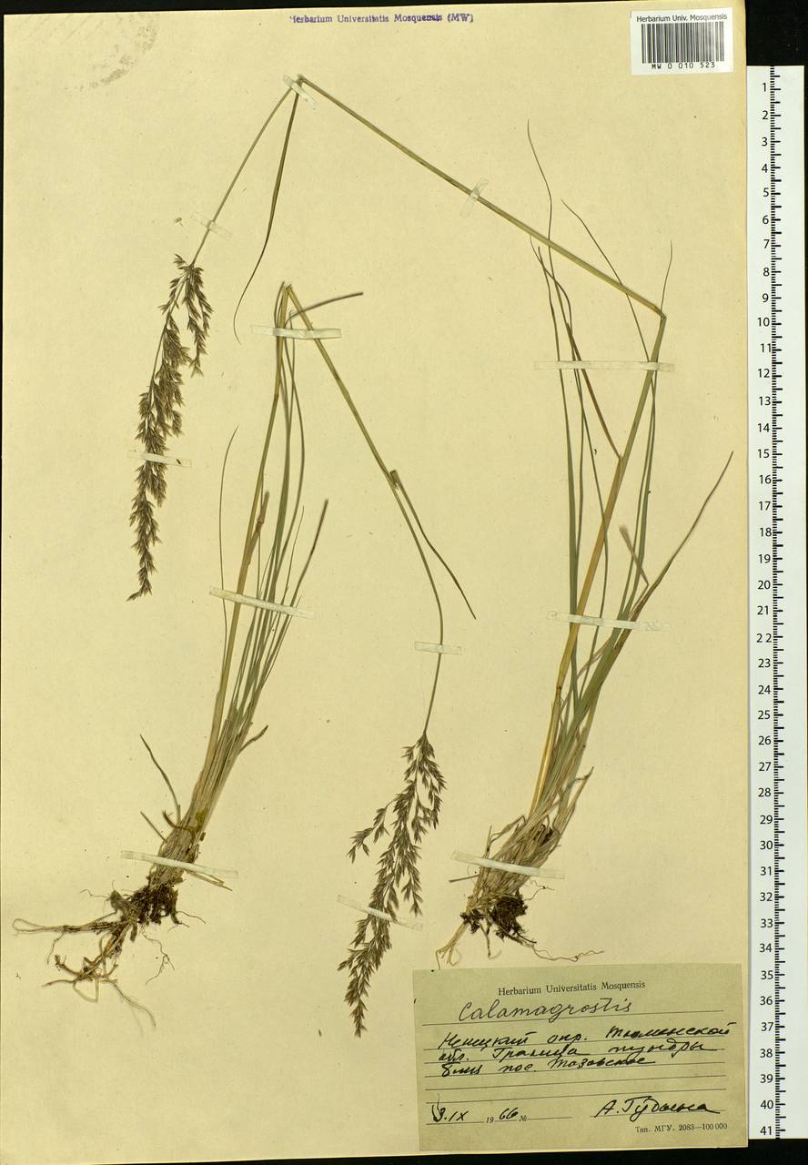 Calamagrostis, Siberia, Western Siberia (S1) (Russia)
