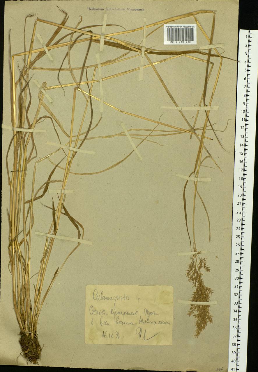 Calamagrostis, Siberia (no precise locality) (S0) (Russia)