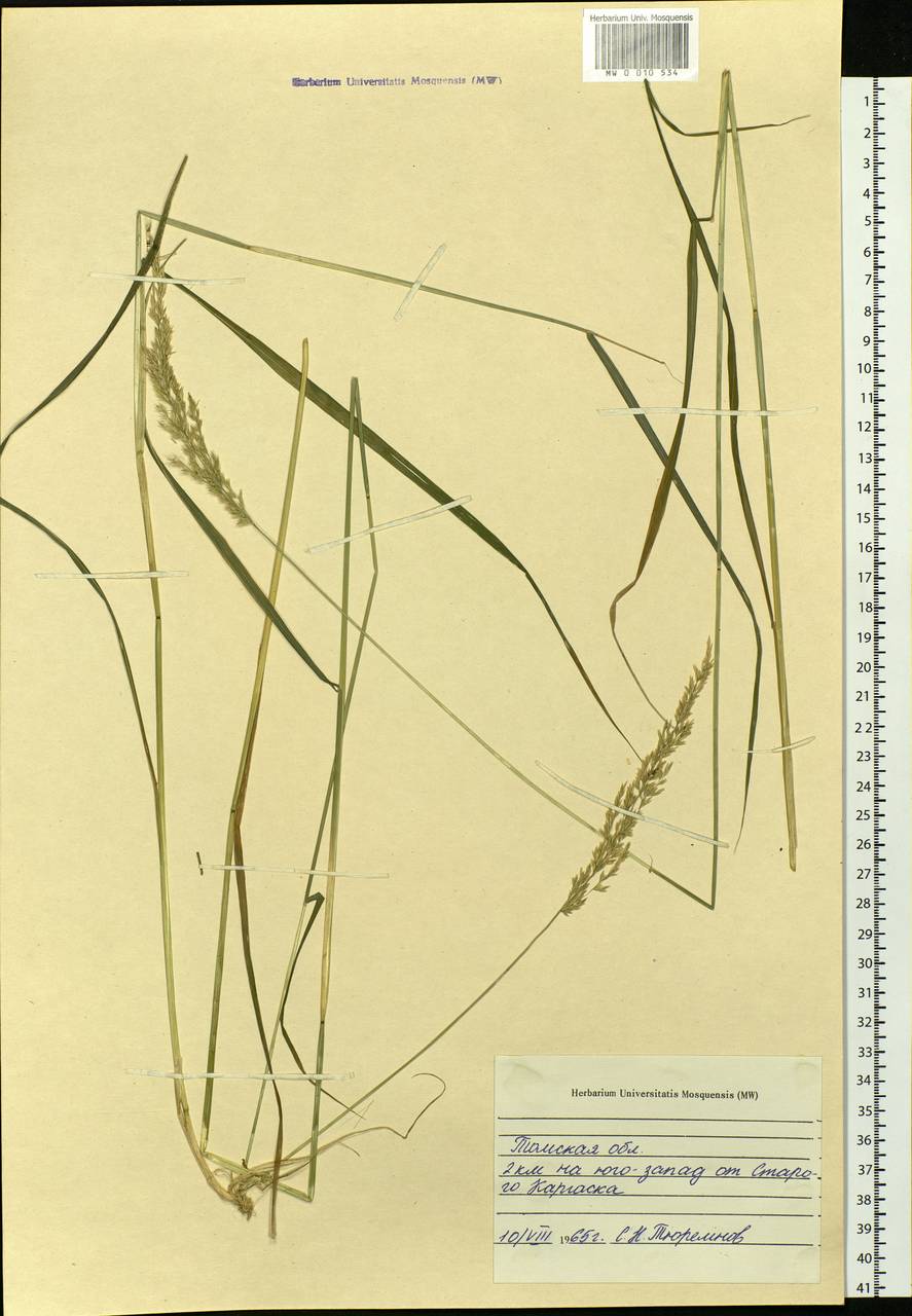 Calamagrostis, Siberia, Western Siberia (S1) (Russia)