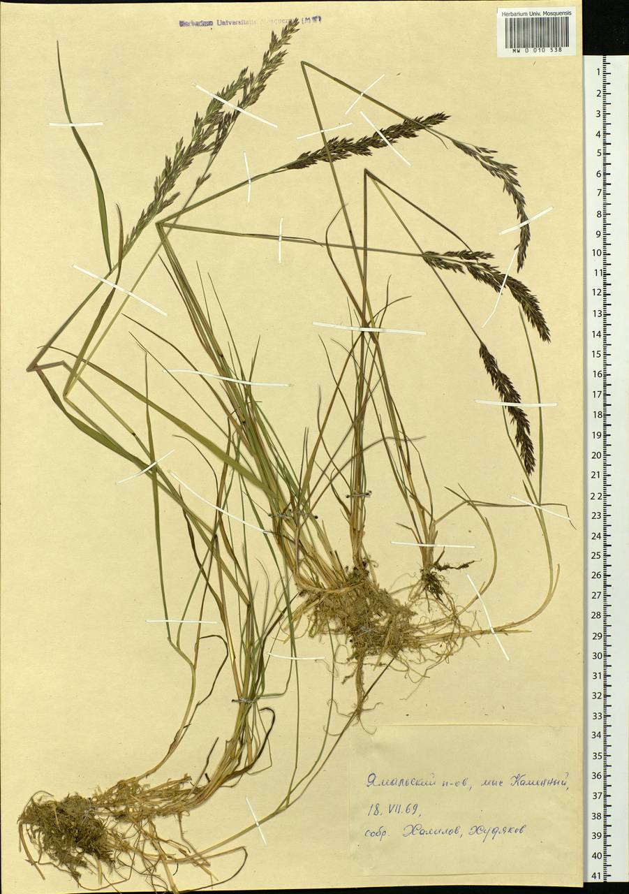 Calamagrostis, Siberia, Western Siberia (S1) (Russia)