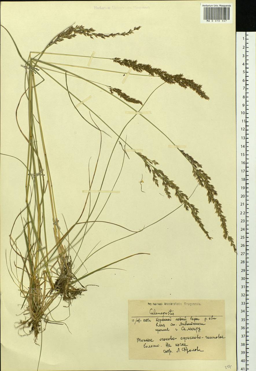 Calamagrostis, Siberia, Western Siberia (S1) (Russia)