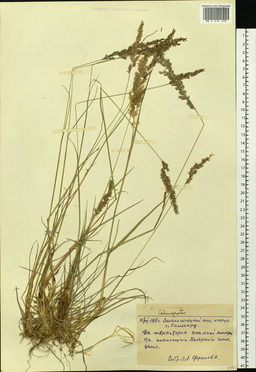 Calamagrostis, Siberia, Western Siberia (S1) (Russia)