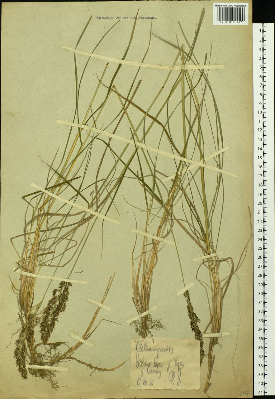 Calamagrostis, Eastern Europe, Northern region (E1) (Russia)