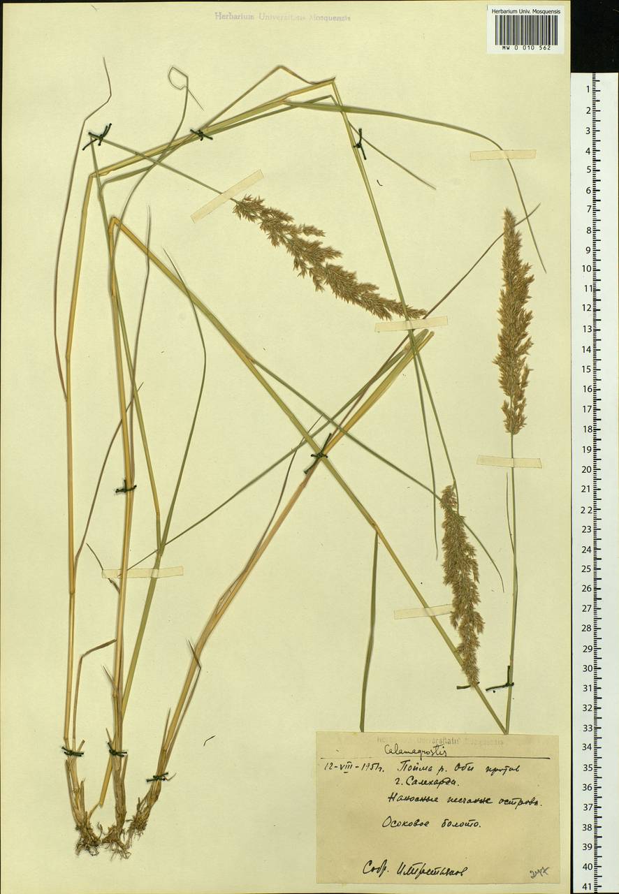 Calamagrostis, Siberia, Western Siberia (S1) (Russia)