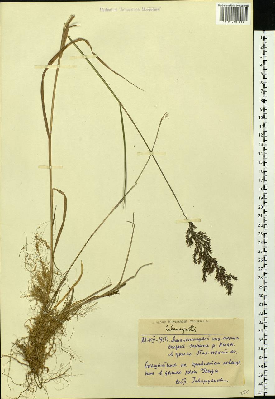 Calamagrostis, Siberia, Western Siberia (S1) (Russia)