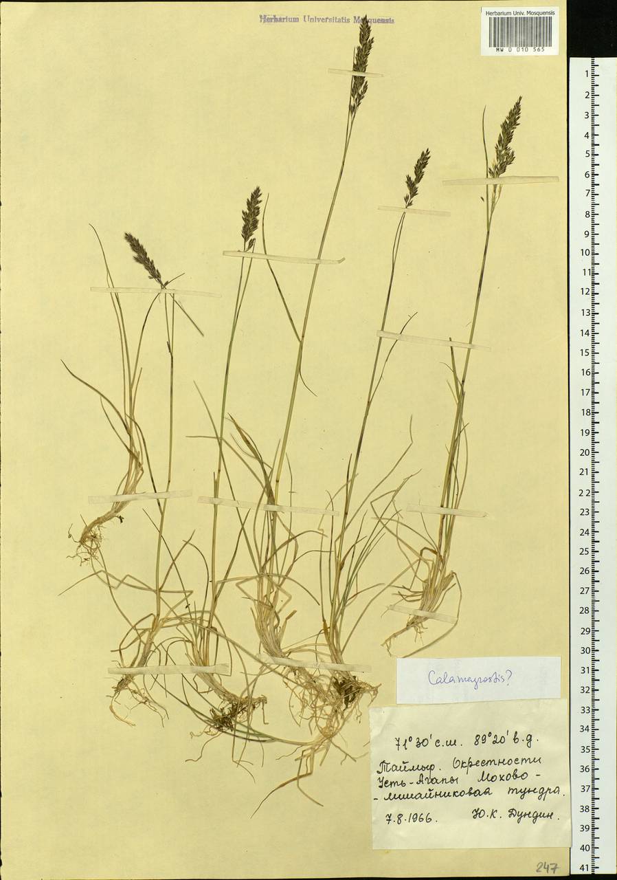 Calamagrostis, Siberia, Central Siberia (S3) (Russia)