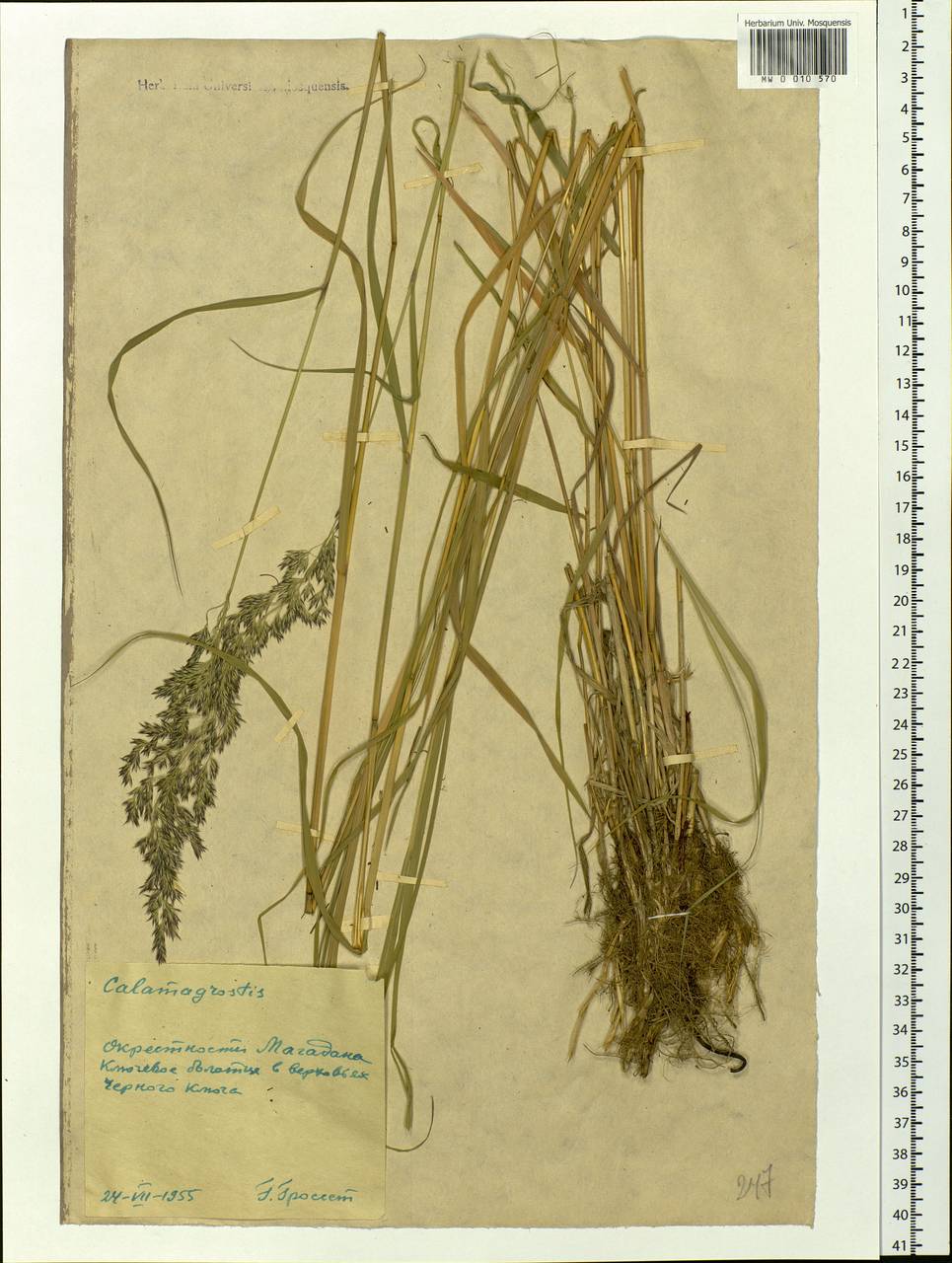 Calamagrostis, Siberia, Chukotka & Kamchatka (S7) (Russia)
