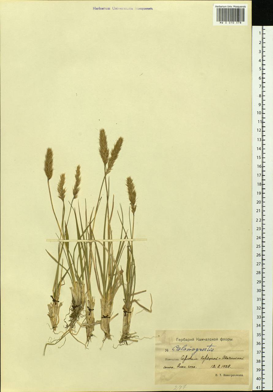 Calamagrostis, Siberia, Chukotka & Kamchatka (S7) (Russia)