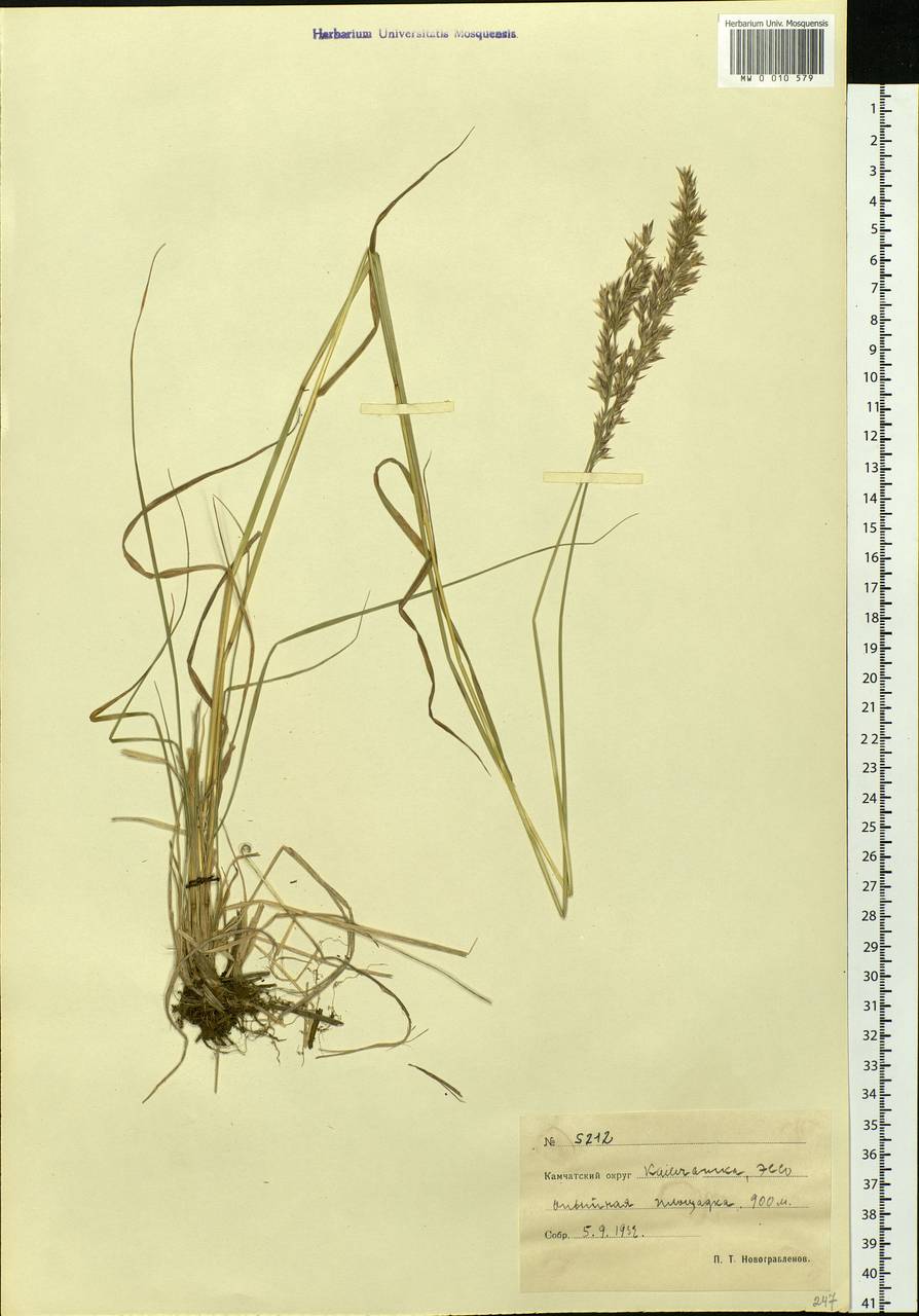 Calamagrostis, Siberia, Chukotka & Kamchatka (S7) (Russia)