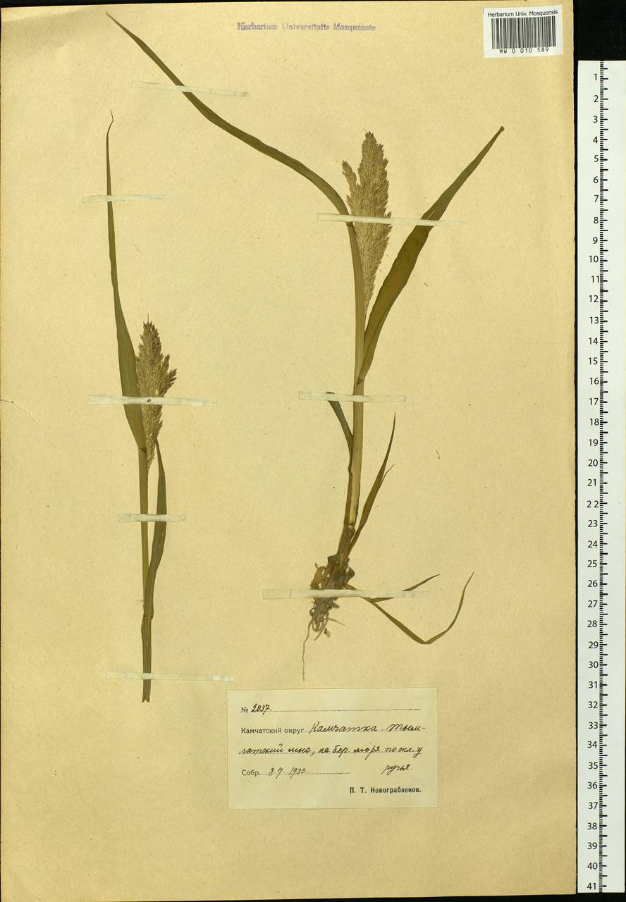 Calamagrostis, Siberia, Chukotka & Kamchatka (S7) (Russia)