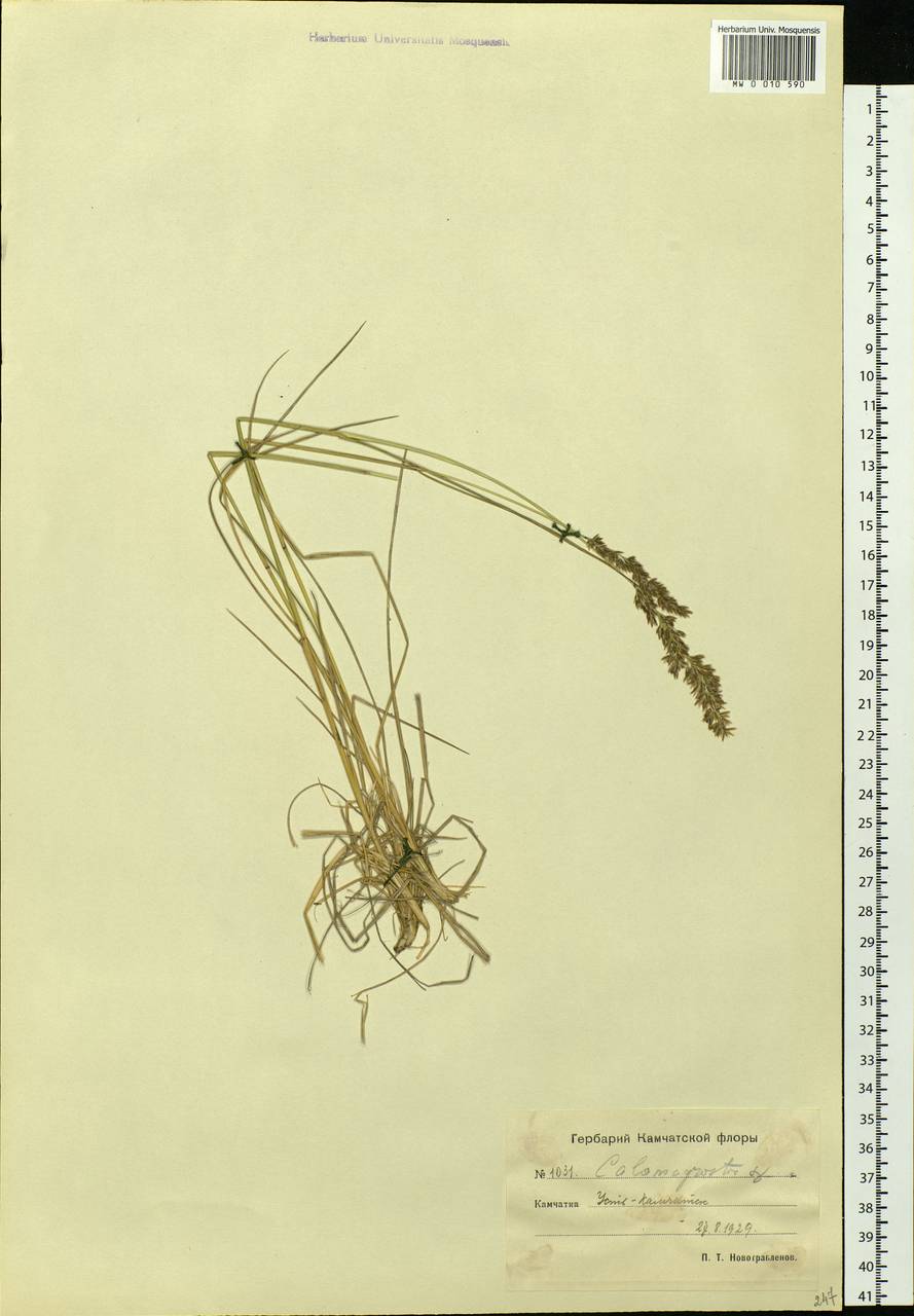 Calamagrostis, Siberia, Chukotka & Kamchatka (S7) (Russia)