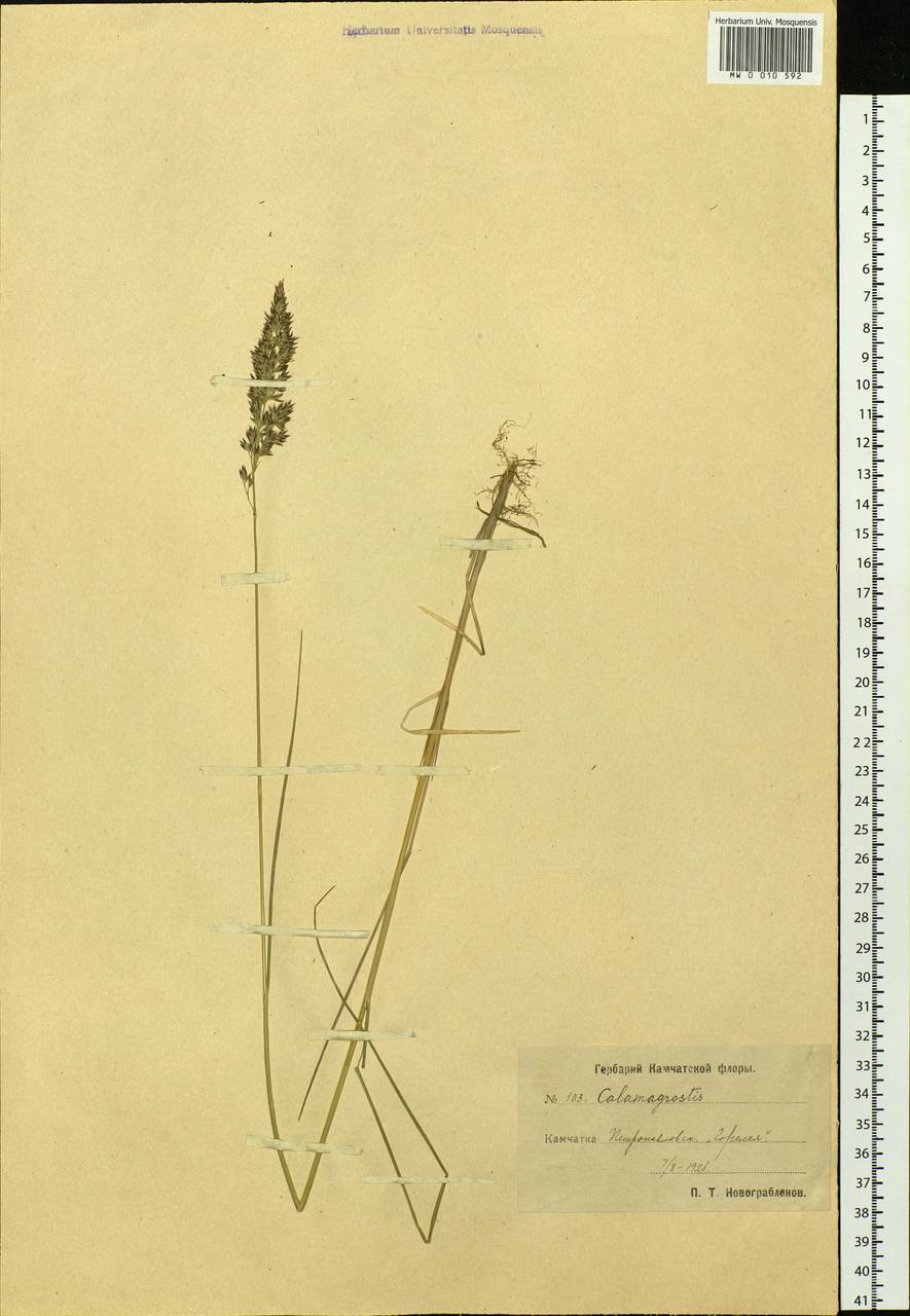 Calamagrostis, Siberia, Chukotka & Kamchatka (S7) (Russia)