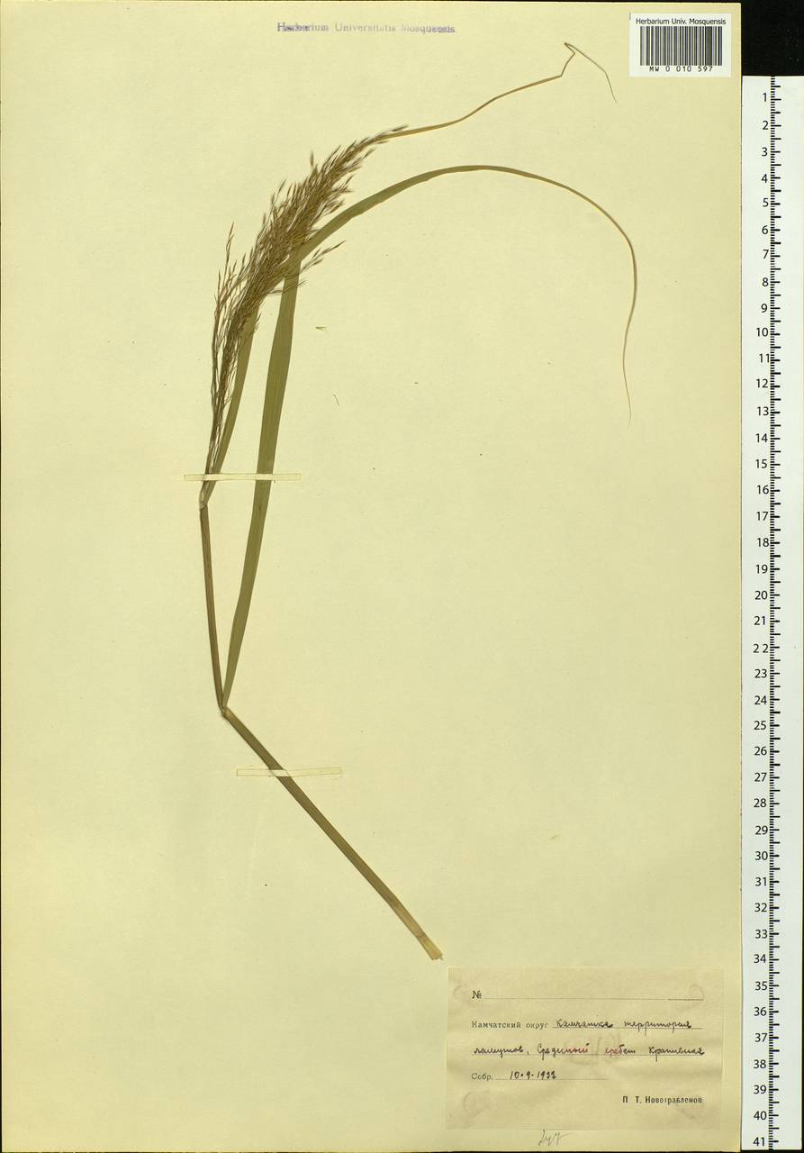 Calamagrostis, Siberia, Chukotka & Kamchatka (S7) (Russia)