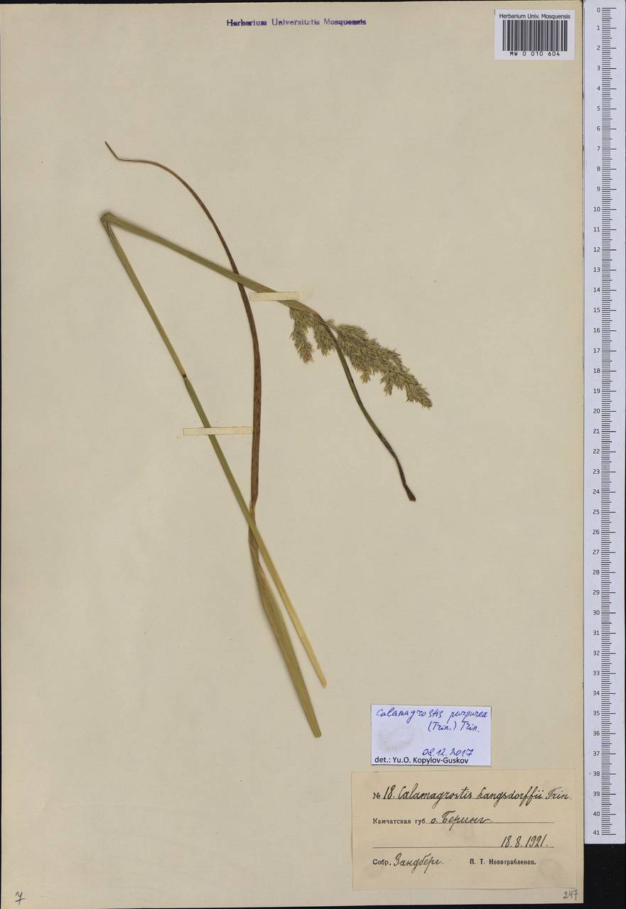 Calamagrostis purpurea (Trin.) Trin., Siberia, Chukotka & Kamchatka (S7) (Russia)