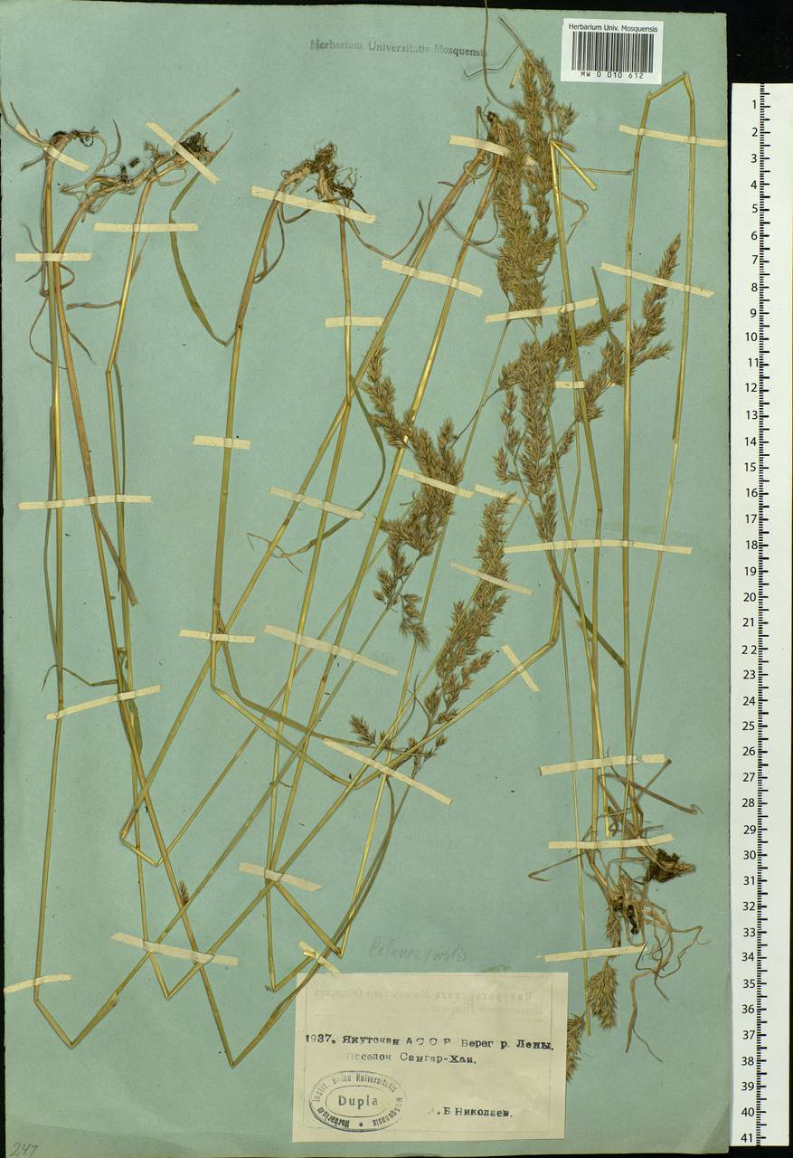 Calamagrostis, Siberia, Yakutia (S5) (Russia)