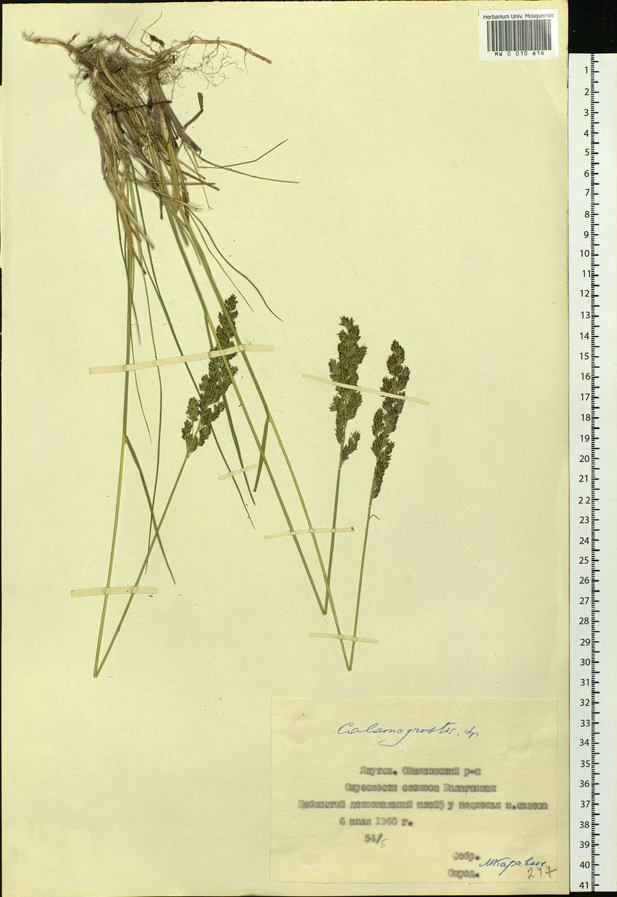 Calamagrostis, Siberia, Yakutia (S5) (Russia)