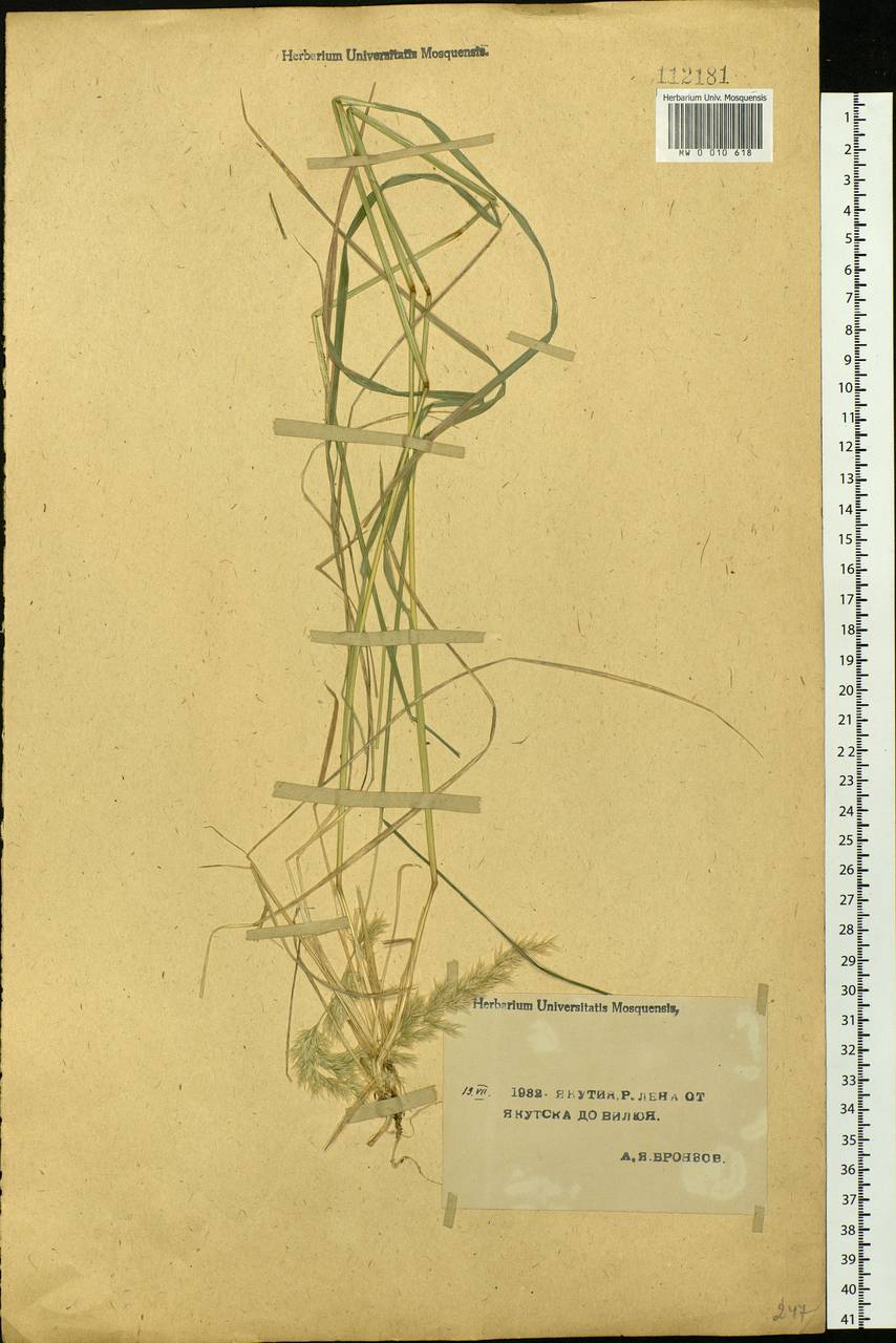 Calamagrostis, Siberia, Yakutia (S5) (Russia)