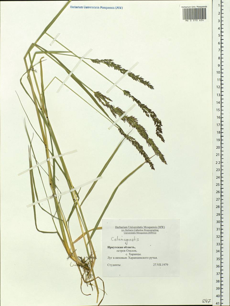 Calamagrostis, Siberia, Baikal & Transbaikal region (S4) (Russia)