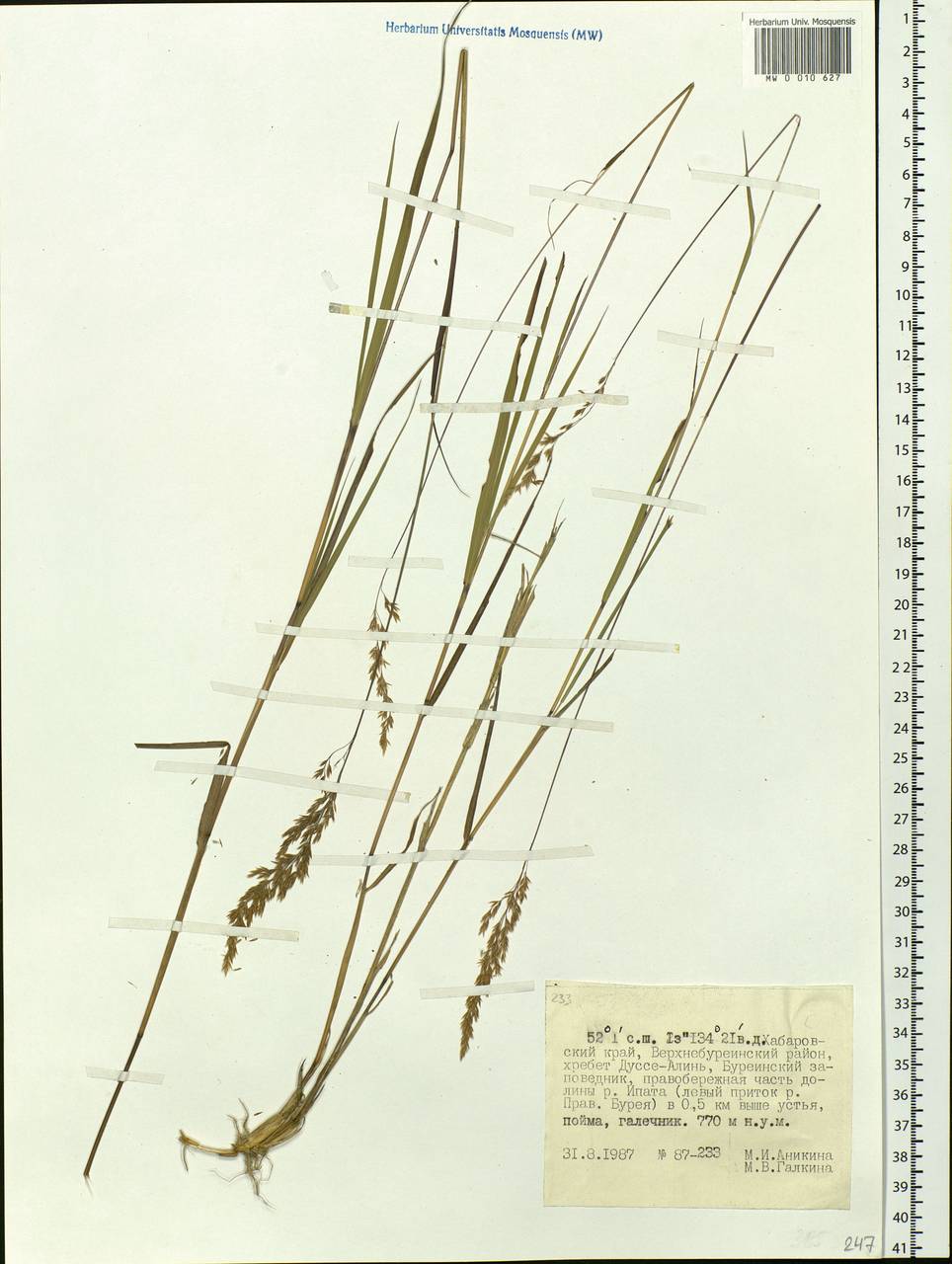 Calamagrostis, Siberia, Russian Far East (S6) (Russia)