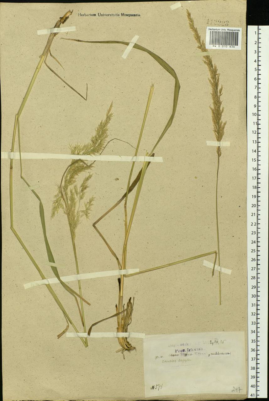 Calamagrostis, Siberia, Baikal & Transbaikal region (S4) (Russia)