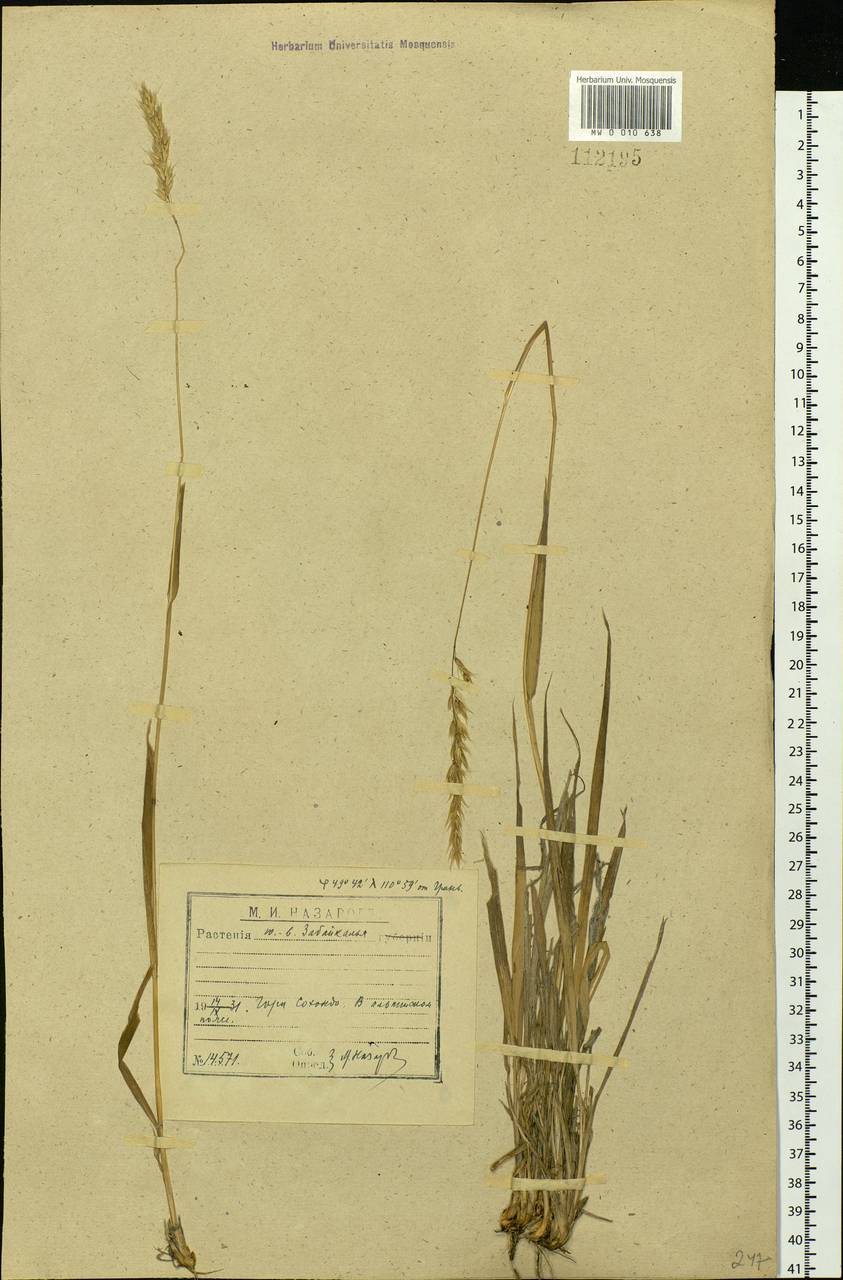 Calamagrostis, Siberia, Baikal & Transbaikal region (S4) (Russia)