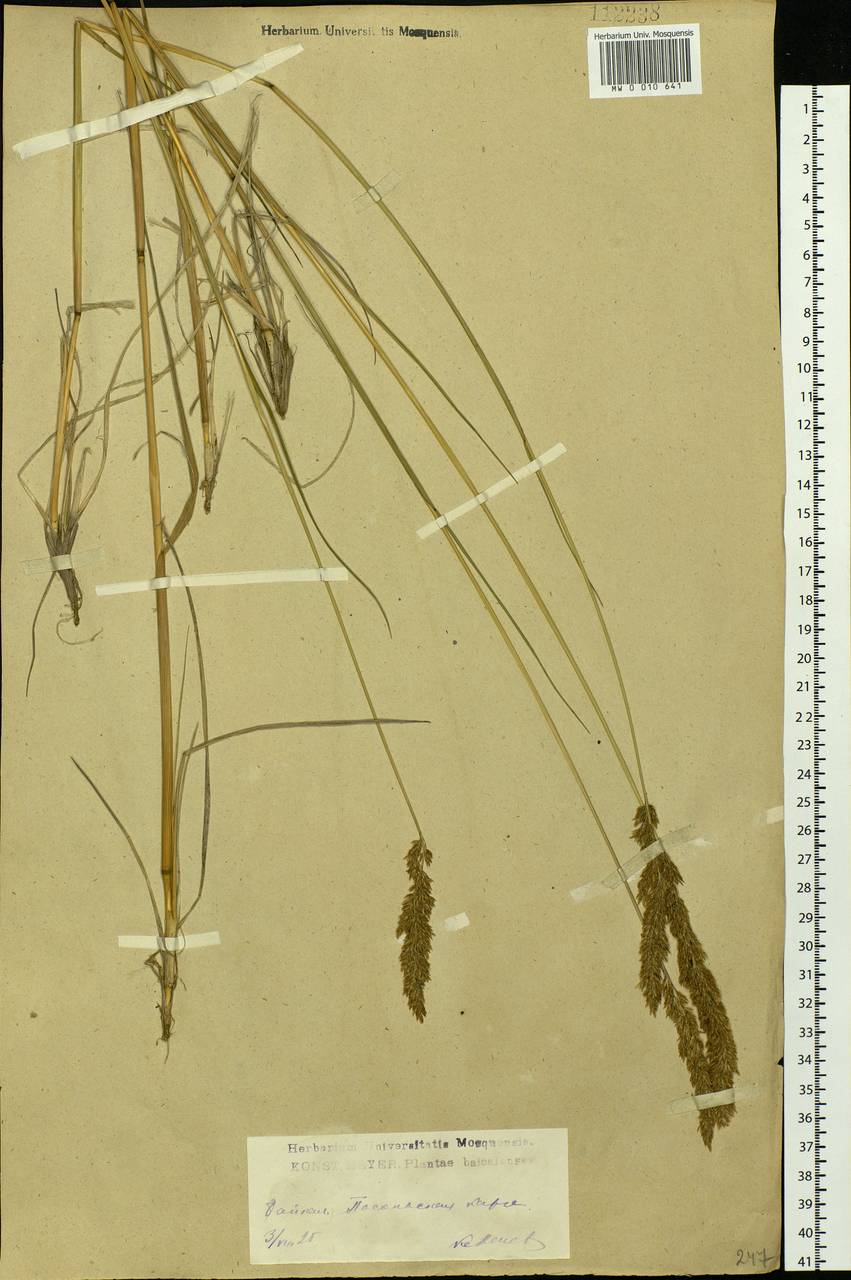 Calamagrostis, Siberia, Baikal & Transbaikal region (S4) (Russia)