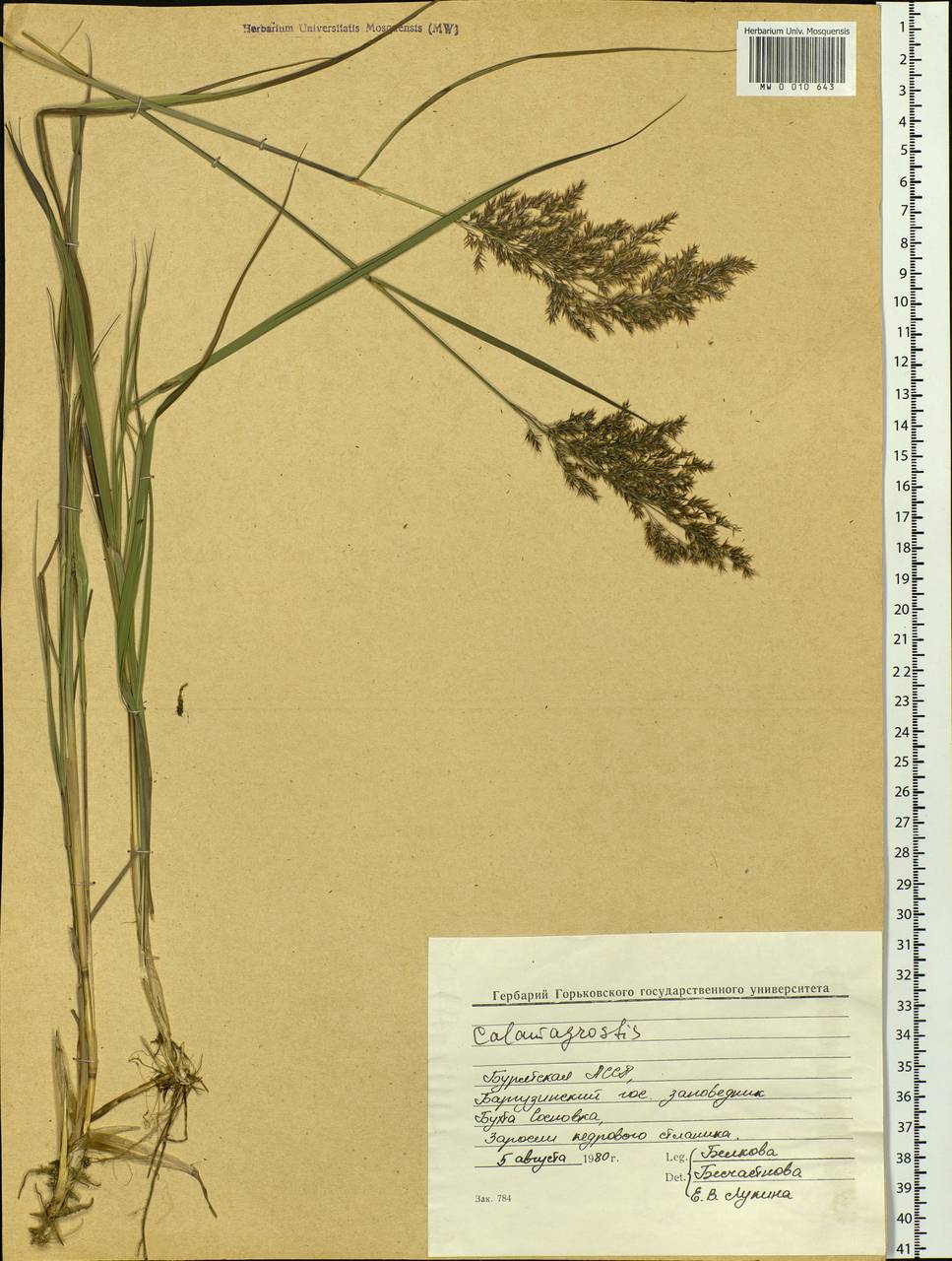 Calamagrostis, Siberia, Baikal & Transbaikal region (S4) (Russia)