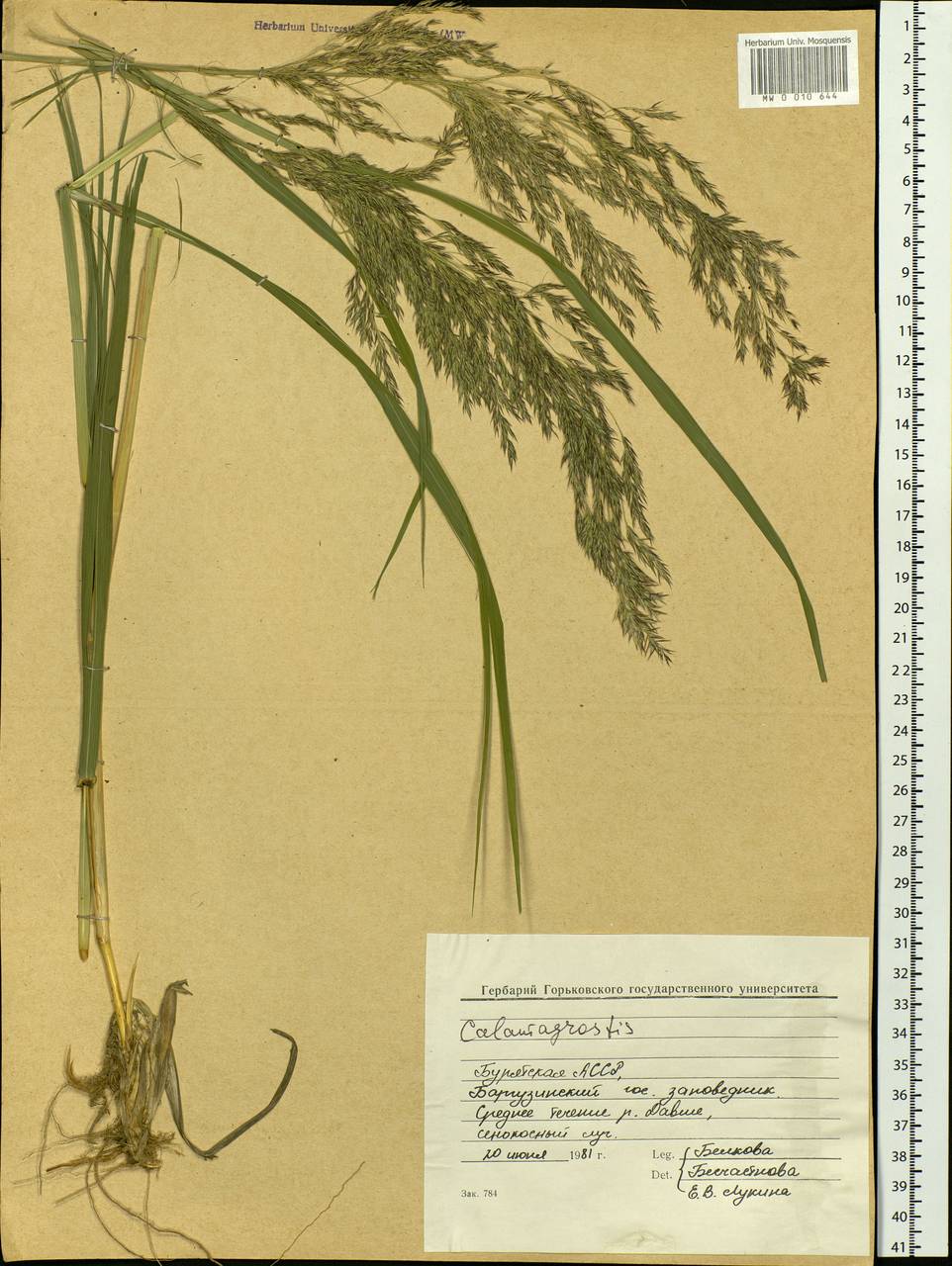 Calamagrostis, Siberia, Baikal & Transbaikal region (S4) (Russia)