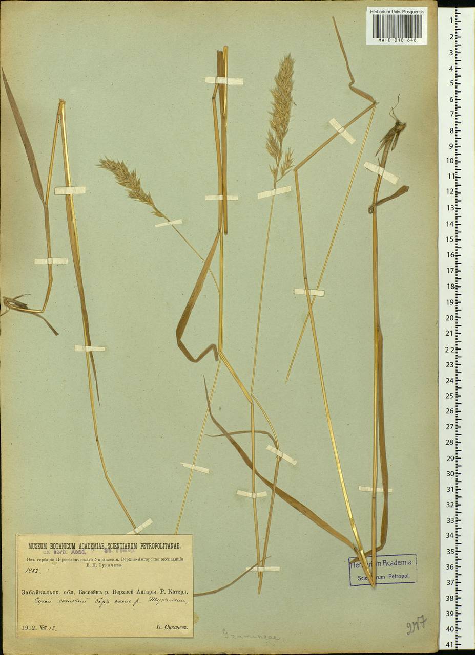 Calamagrostis, Siberia, Baikal & Transbaikal region (S4) (Russia)