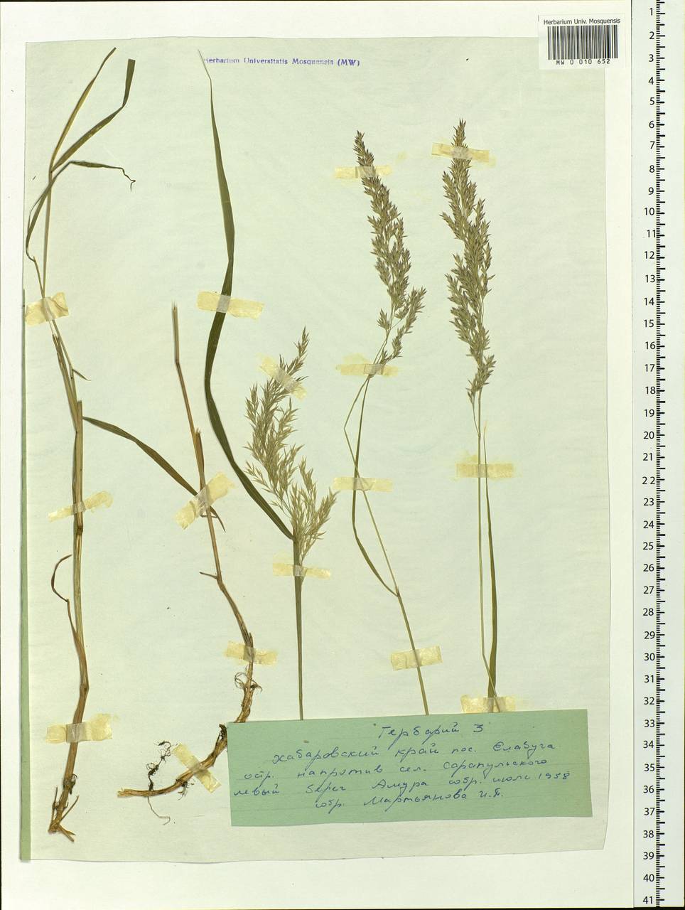Calamagrostis, Siberia, Russian Far East (S6) (Russia)