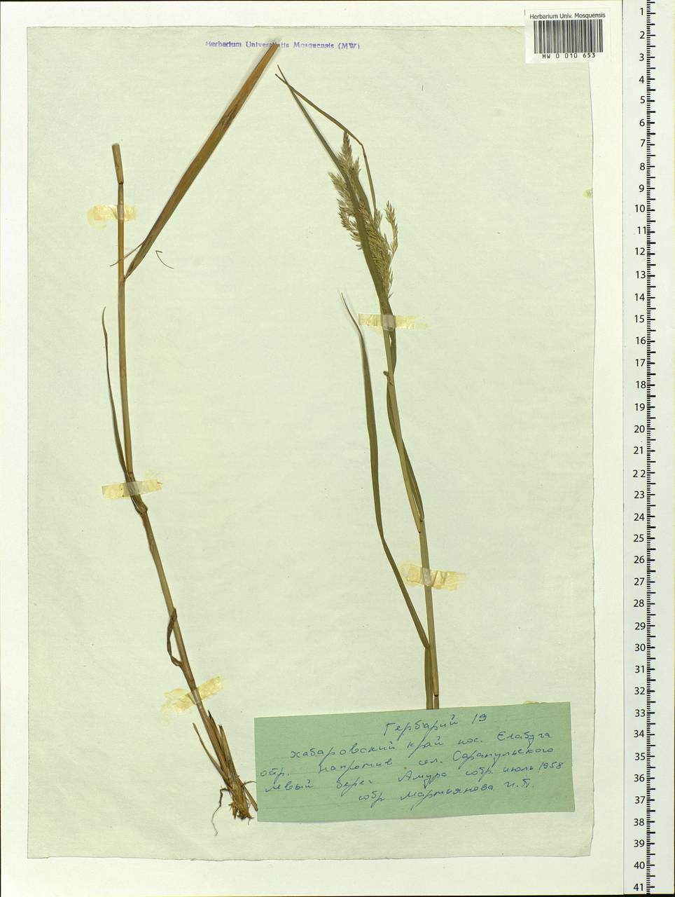 Calamagrostis, Siberia, Russian Far East (S6) (Russia)