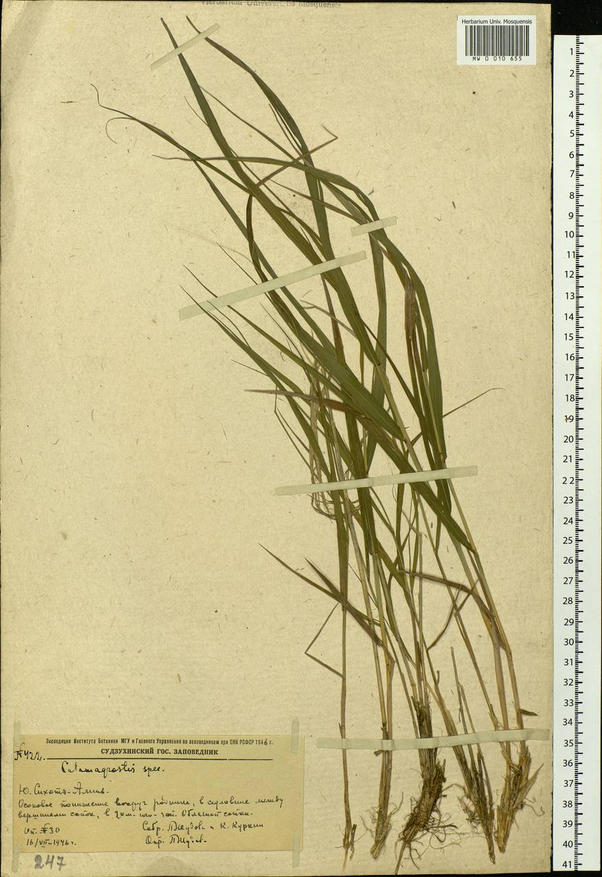Calamagrostis, Siberia, Russian Far East (S6) (Russia)