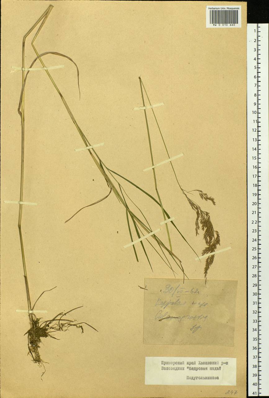 Calamagrostis, Siberia, Russian Far East (S6) (Russia)
