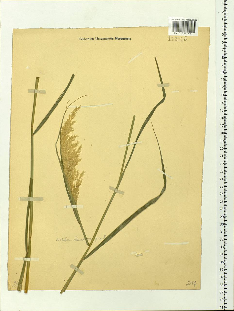 Calamagrostis, Siberia (no precise locality) (S0) (Russia)