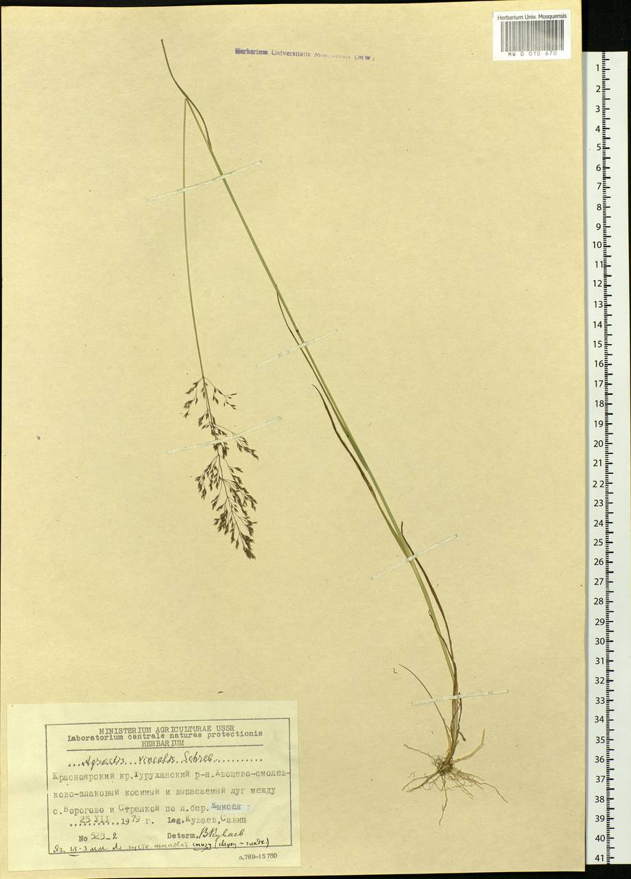 Agrostis vinealis Schreb., Siberia, Central Siberia (S3) (Russia)