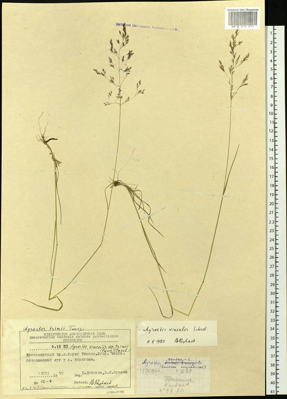 Agrostis vinealis Schreb., Siberia, Central Siberia (S3) (Russia)