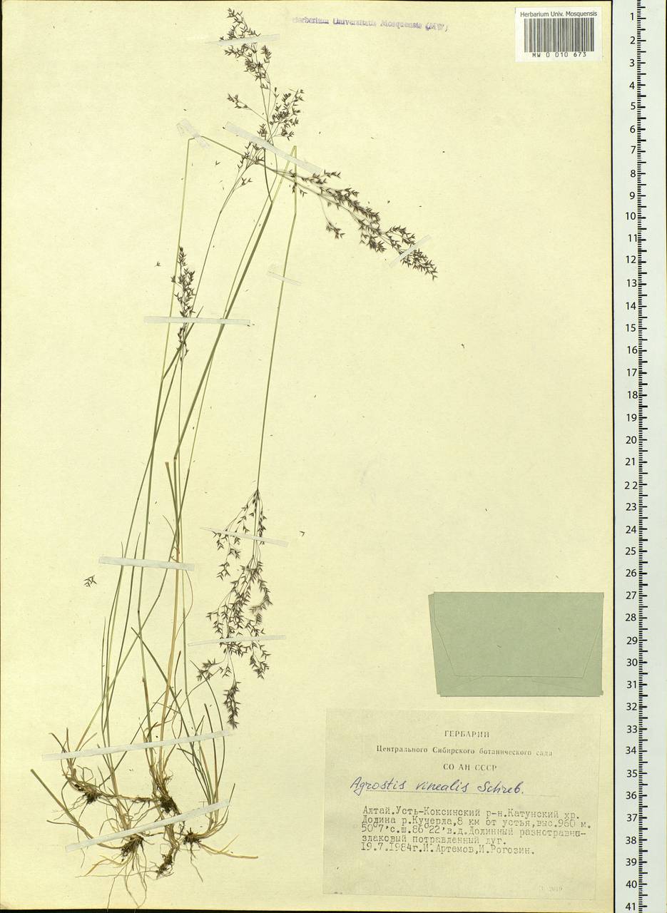 Agrostis vinealis Schreb., Siberia, Altai & Sayany Mountains (S2) (Russia)
