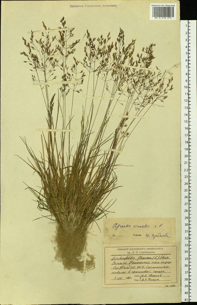 Agrostis vinealis Schreb., Siberia, Western Siberia (S1) (Russia)