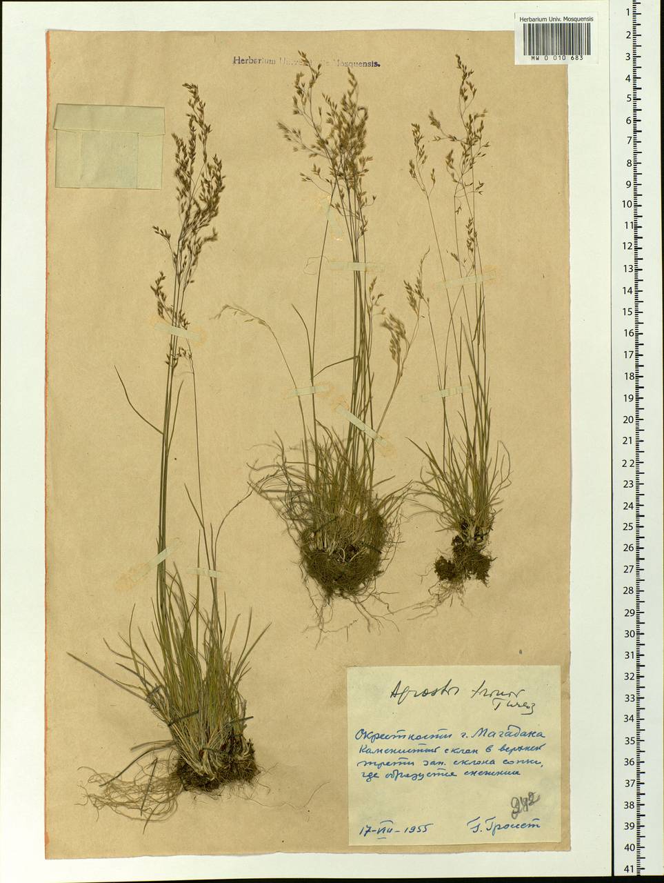 Agrostis vinealis Schreb., Siberia, Chukotka & Kamchatka (S7) (Russia)