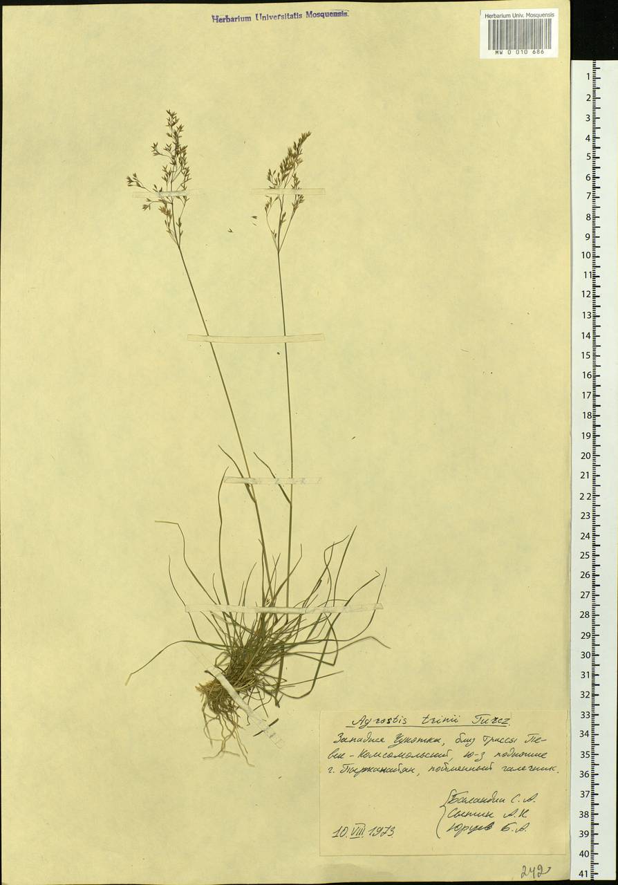 Agrostis vinealis Schreb., Siberia, Chukotka & Kamchatka (S7) (Russia)