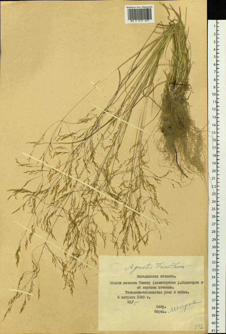 Agrostis vinealis Schreb., Siberia, Yakutia (S5) (Russia)