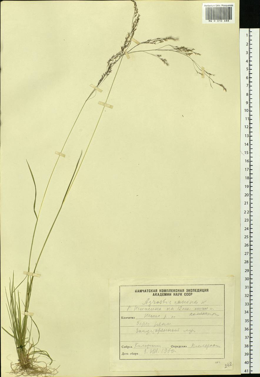 Agrostis vinealis Schreb., Siberia, Chukotka & Kamchatka (S7) (Russia)