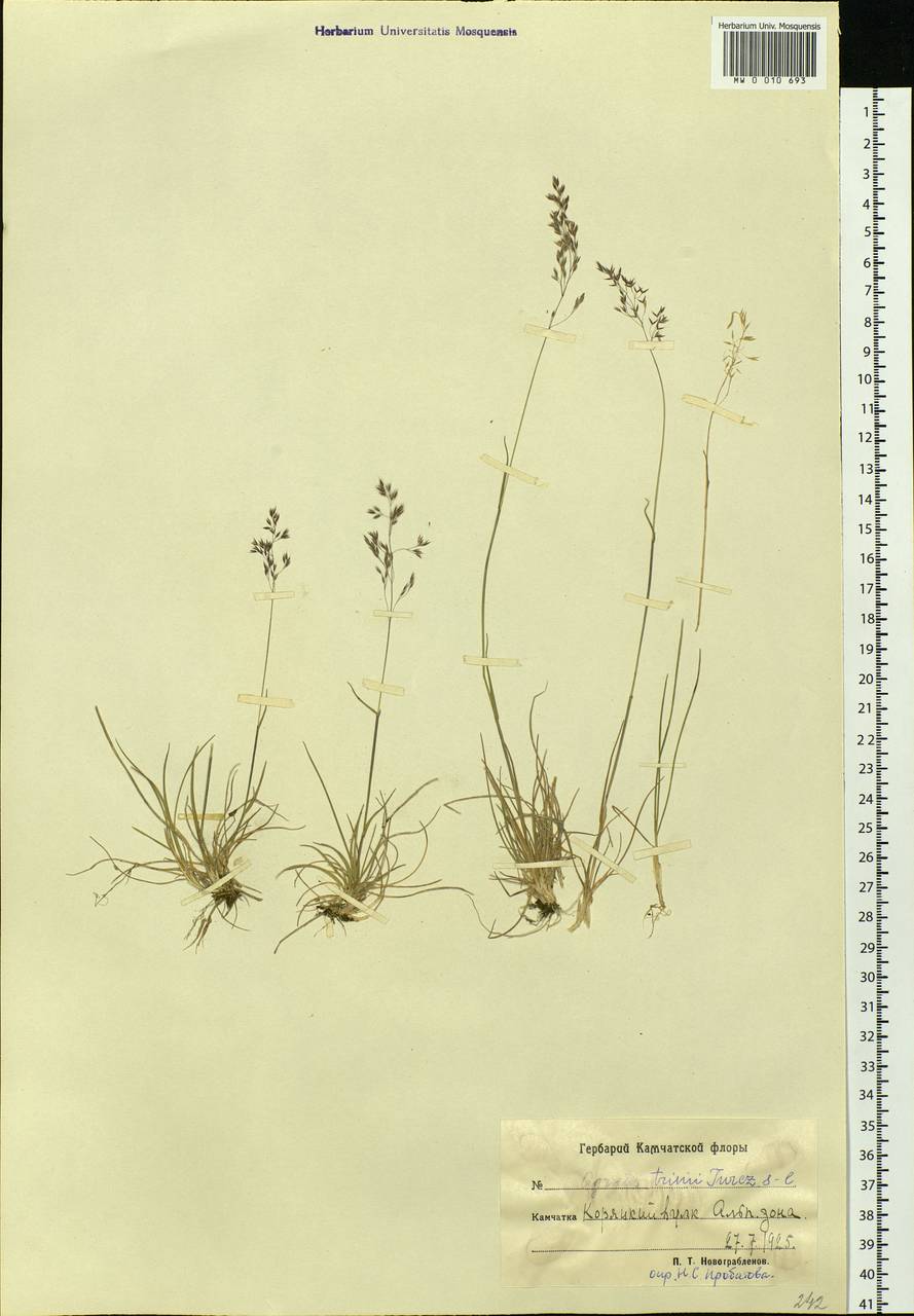 Agrostis vinealis Schreb., Siberia, Chukotka & Kamchatka (S7) (Russia)