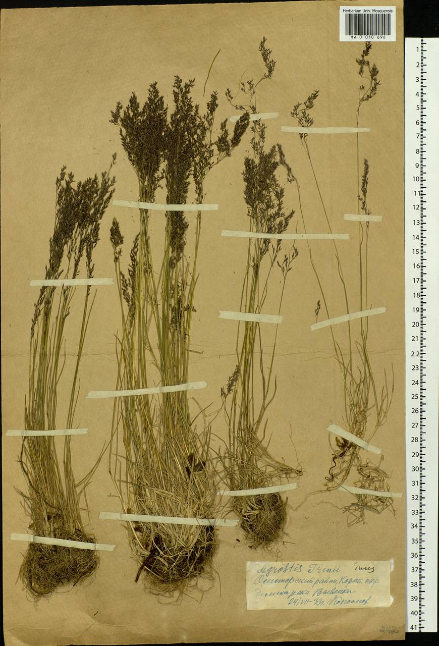 Agrostis vinealis Schreb., Siberia, Chukotka & Kamchatka (S7) (Russia)