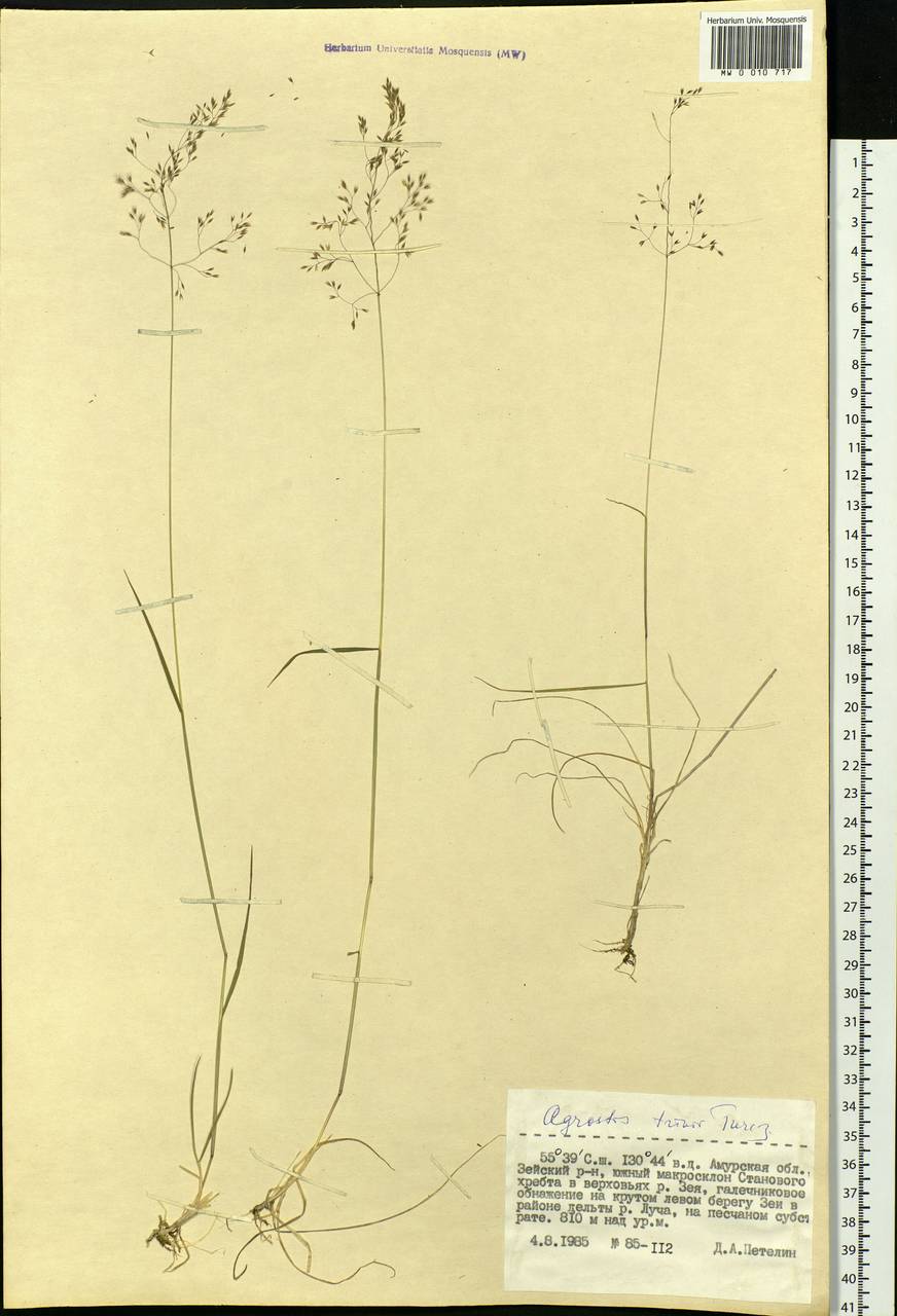 Agrostis vinealis Schreb., Siberia, Russian Far East (S6) (Russia)