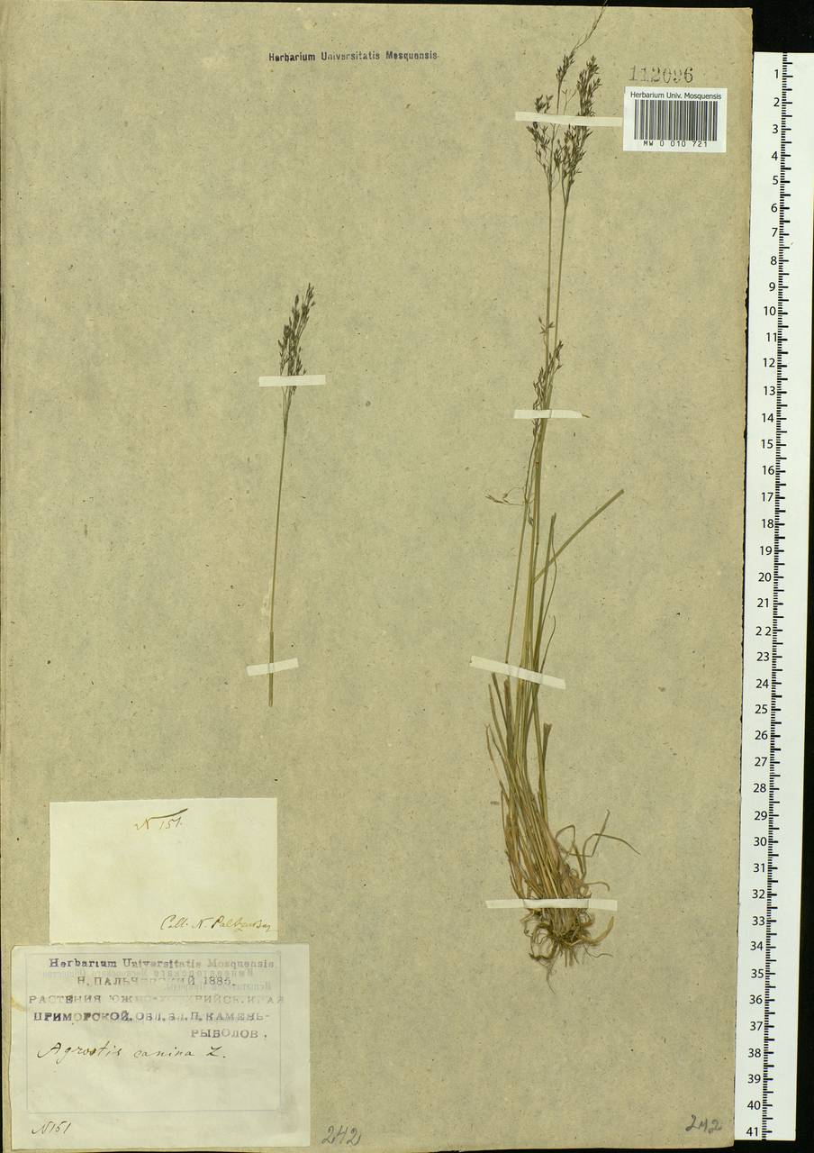 Agrostis vinealis Schreb., Siberia, Russian Far East (S6) (Russia)