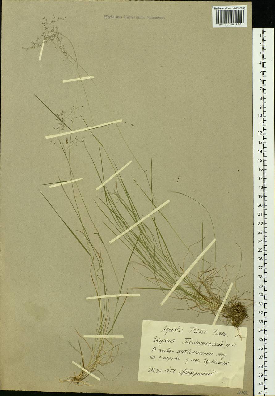 Agrostis vinealis Schreb., Siberia, Yakutia (S5) (Russia)